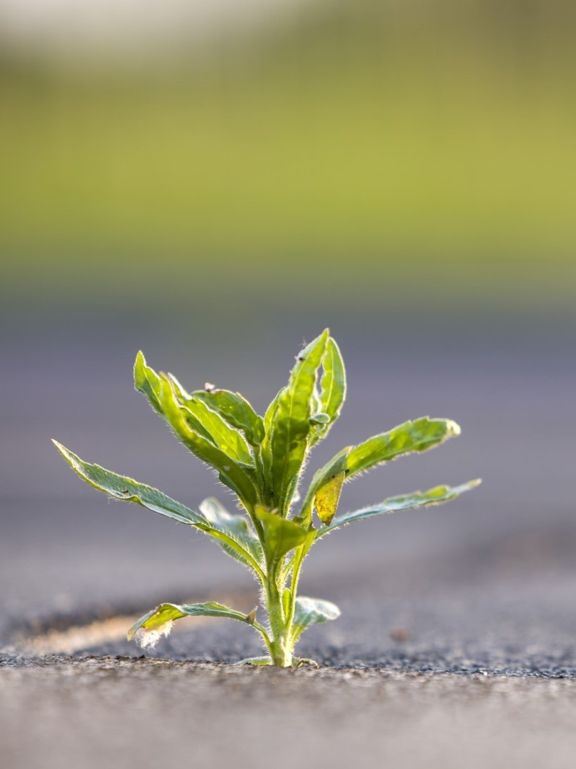 Close up of young little green plant starting to grow between concrete tiles in spring. Beginning of new life concept.