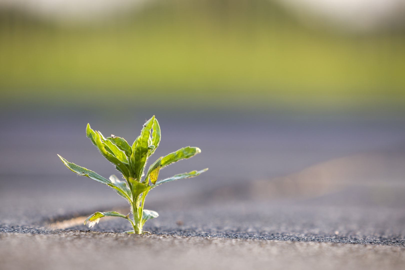 Close up of young little green plant starting to grow between concrete tiles in spring. Beginning of new life concept.
