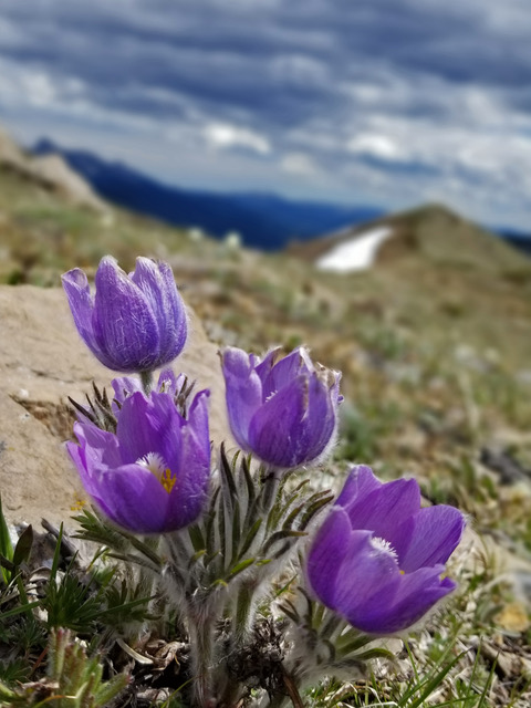 purple flowers growing on a mountain top