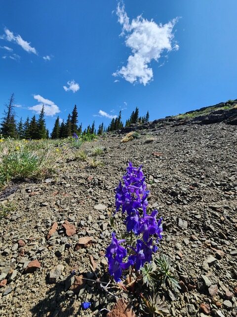 purple flower in rocky trail with blue sky