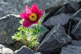 Beauty-growing-in-tough-spots